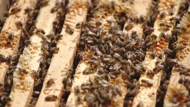 Μέλισσα Οικογένεια Που Εργάζονται Στην Κορυφή Των Πλαισίων Στην Κυψέλη — Αρχείο Βίντεο