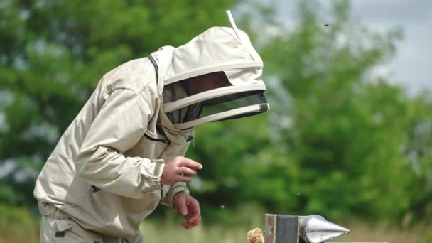 Méhész Védőruhában Kalapban Vizsgálja Méhkaptárakat Ember Alaposan Ellenőriz Egy Részletet — Stock videók