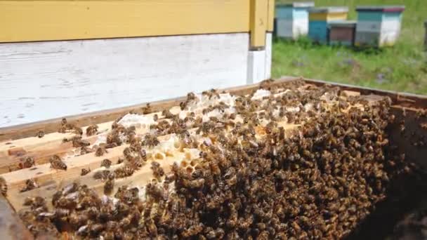 Rámce Zasazené Řadách Uvnitř Včelího Úlu Medové Plástve Silně Pokryté — Stock video
