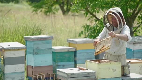 一帧的蜂窝准备收割 养蜂人对他的收获感到高兴和满意 自然背景 — 图库视频影像