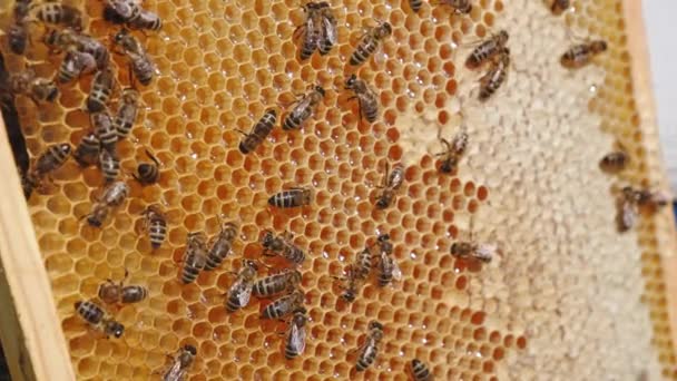 Μελισσοκομεία Μέλισσες Σέρνονται Φρέσκο Μέλι Λάμπει Στα Κηρώδη Κύτταρα Μέρος — Αρχείο Βίντεο