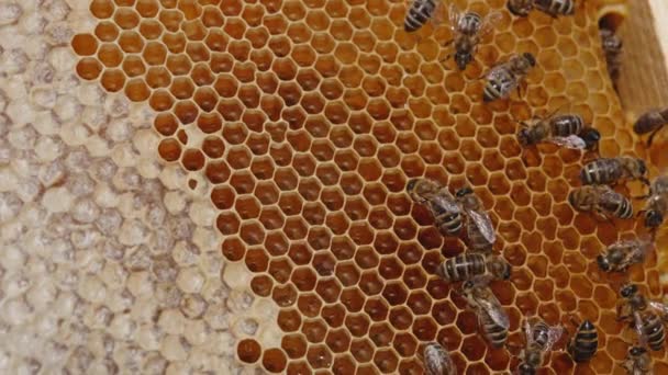 蜂蜜ハチミツがハニカムの上を這っている ワックス細胞に輝く新鮮な琥珀の蜂蜜 クローズアップ — ストック動画