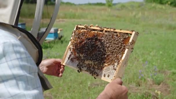Мужчина Пасечник Внимательно Рассматривает Раму Сотовых Пчел Ней Человек Защитной — стоковое видео