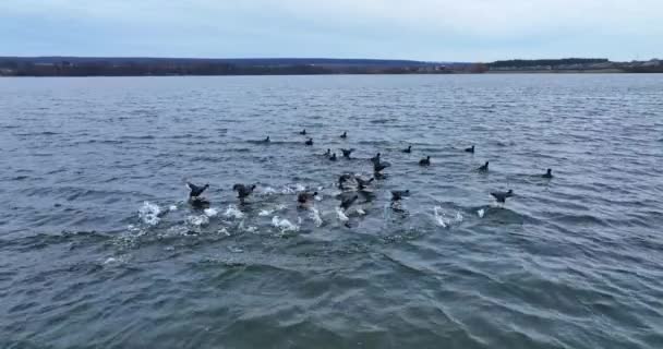 Grupo Patos Negros Reunieron Lago Los Pájaros Asustados Suben Aire — Vídeos de Stock