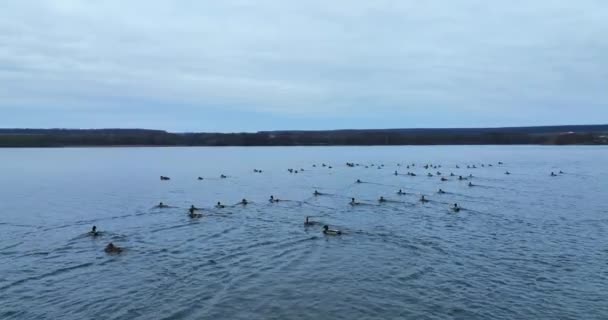 Grande Grupo Patos Reais Espalhados Pela Superfície Lago Escuro Águas — Vídeo de Stock
