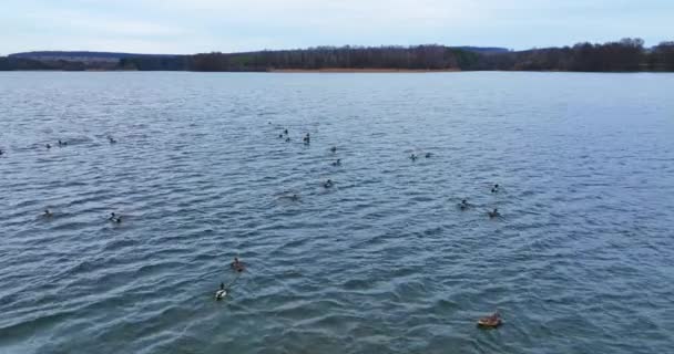 Graues Flusswasser Spätherbst Mit Enten Stockenten Suchen Auf Dem Dunklen — Stockvideo