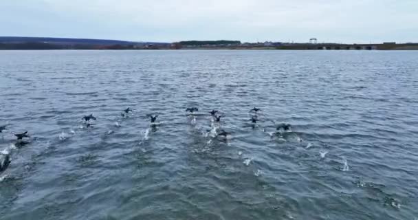 Nehrin Gri Yüzeyinde Uçan Küçük Bir Grup Vahşi Ördek Kuş — Stok video