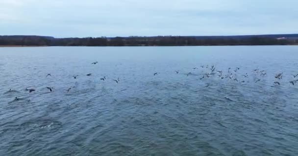Lindos Pássaros Com Plumagem Variegada Voando Sobre Água Grande Bando — Vídeo de Stock