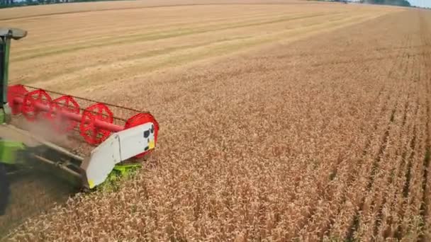Kırmızı Parlak Biçme Mekanizması Dönen Olgunlaşmış Buğday Kesen Bir Biçici — Stok video