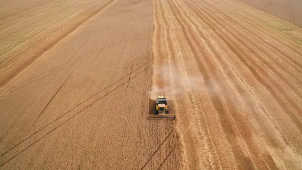 Částečně Posekané Pole Zralé Zlaté Pšenice Moderní Kombajn Pohybující Plantáži — Stock video