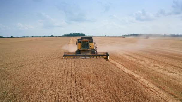黄色的现代收割机在地里采摘庄稼 小麦种植园里强大的机器接近了 蓝天背景 — 图库视频影像