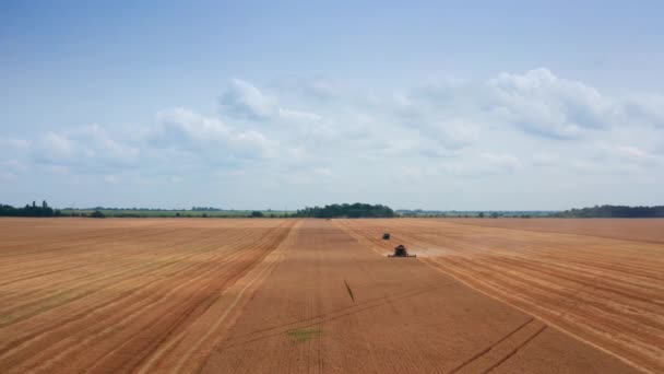 Bellissimo Paesaggio Piantagione Agricola Combina Mietitrebbie Falciando Campi Lasciando Dietro — Video Stock