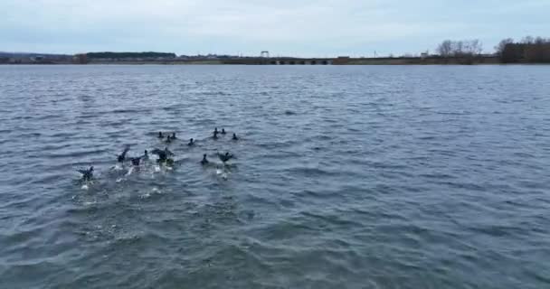 Pequeno Bando Patos Negros Balançar Rapidamente Asas Aves Aquáticas Tentando — Vídeo de Stock