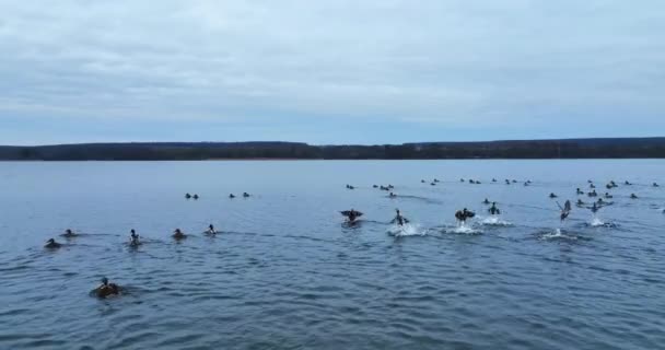 Biraz Yaban Ördeği Havalanıp Tekrar Nehre Iniyor Suda Dinlenen Büyük — Stok video