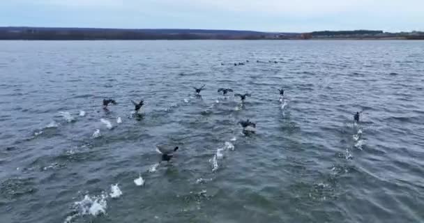 Patos Negros Corriendo Sobre Superficie Del Río Grupo Aves Une — Vídeos de Stock