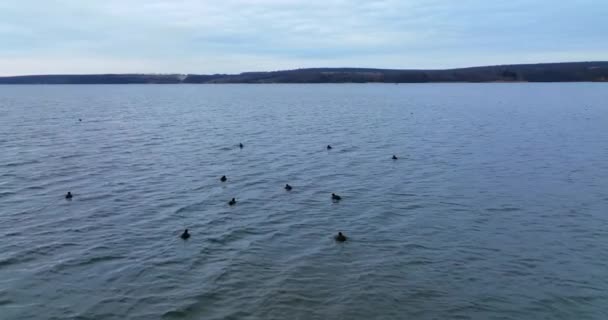 Schwarm Schwarzer Wasservögel Mit Weißen Schnäbeln Auf Dem Fluss Kreisbewegungen — Stockvideo