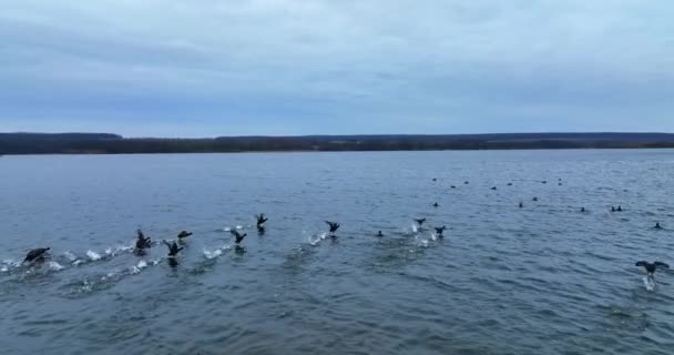Patos Río Negro Que Despegan Del Agua Vuelan Muy Bajo — Vídeos de Stock
