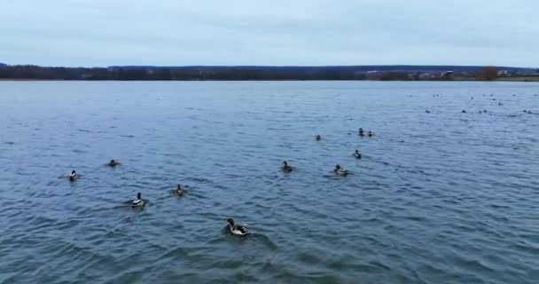 湖で泳いでいる美しい野生のアヒル 水面に散らばった大群のマラード鳥 バックドロップのダークバンク — ストック動画