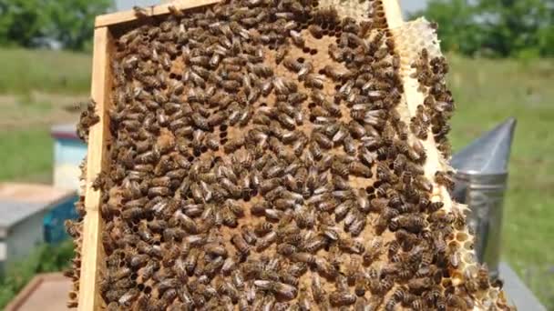 Honigrahmen Umhüllt Von Gestreiften Insekten Die Herüberkriechen Die Hand Des — Stockvideo