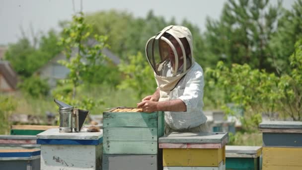 戴防护帽的养蜂人把蜜蜂从框架上抖下来 人类用长毛刷把框架从昆虫身上擦干净 蜜蜂成群结队地飞来飞去 — 图库视频影像