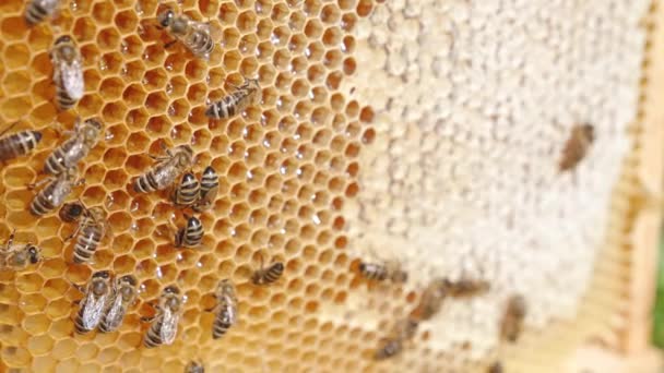 Hellbraune Honigwaben Mit Arbeitsbienen Drauf Einige Zellen Werden Mit Frischem — Stockvideo