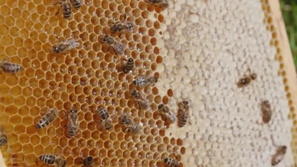 Sommige Werkbijen Lopen Het Wasframe Honingraten Zijn Half Verzegeld Verse — Stockvideo