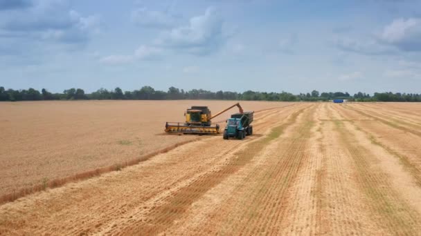 Приближаемся Машинам Пшеничных Плантациях Желтый Комбайн Загружает Зерно Трактор Сценарий — стоковое видео