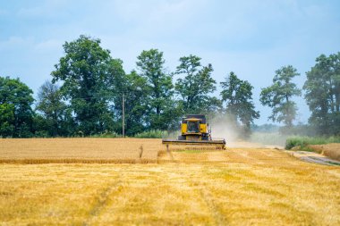 Sarı biçerdöver buğday tarlasında çalışıyor.