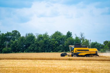 Sarı biçerdöver buğday tarlasında çalışıyor.
