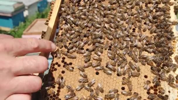 ハチの手には働くハチで覆われたフレームが付いています 人間は 指でフレームのいくつかの細胞を発見する ハニカムはほぼ完全に密封されています クローズアップ — ストック動画