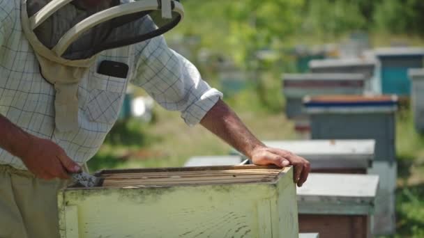Arı Çiftçisi Arı Kovanında Çerçeveleri Birbirinden Ayırır Apiarist Işinde Metal — Stok video