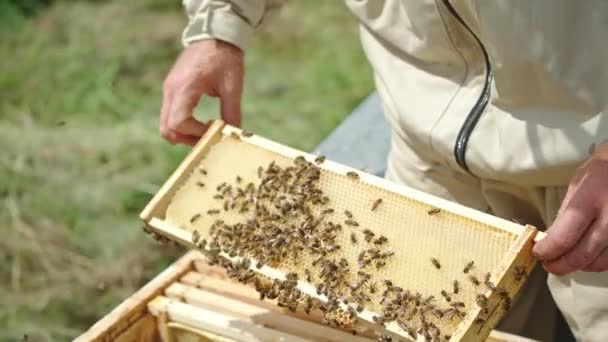 裸雄的手从蜂窝里捡起半身像 养蜂人从一个空蜂窝的框架中抖掉蜂蜜虫 — 图库视频影像