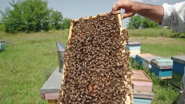 Pszczelarz Trzymający Ramę Która Tkwi Wokół Pszczół Miodowy Czerw Ramie — Wideo stockowe