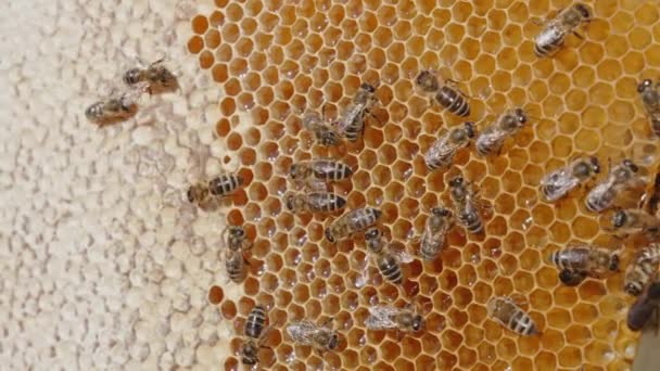 一些工蜂爬过蜡架 一半的细胞已经被密封了 另外一半的细胞中充满了新鲜的闪闪发光的蜂蜜 靠近点 — 图库视频影像