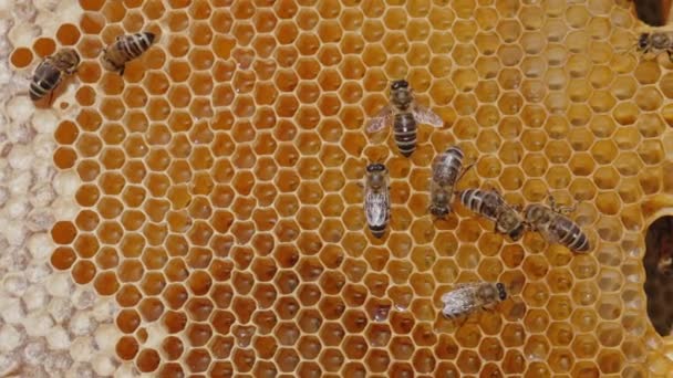 Owady Pszczele Pracujące Nad Plastrami Miodu Świeży Gęsty Miód Lśniący — Wideo stockowe
