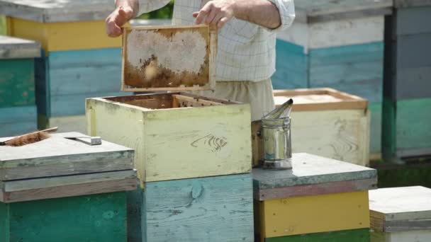 Včelař Ochranném Klobouku Vytáhl Rám Úlu Včelí Farmář Setřásl Hmyz — Stock video