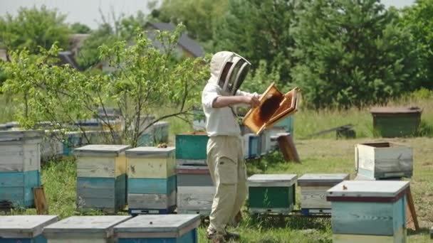Méhész Megy Végig Méh Farm Kezében Keretek Kezében Védőruhás Férfi — Stock videók