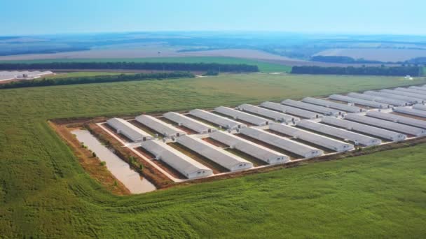 用于家畜养殖的现代农耕综合体 一排排白色的谷仓 最后是人造小池塘 美丽的背景景观 — 图库视频影像