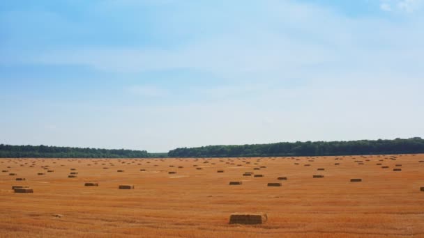 作物を採取した後 巨大な小麦農場 周囲に散らばった干し草でいっぱいの畑の上に上がる ブルースカイバックドロップ — ストック動画