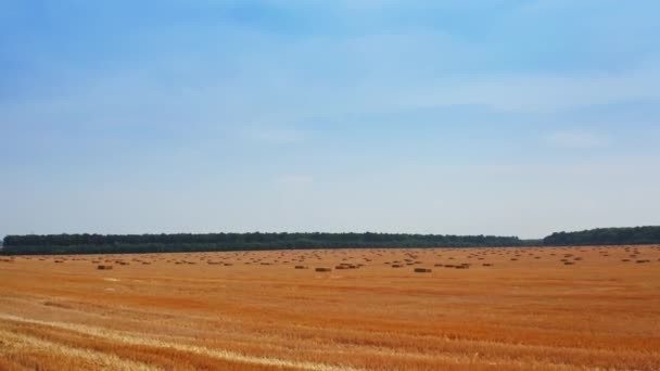 作物を集めた後の黄色い農地 長方形の干し草は収穫後にフィールドに残りました 背景にある緑の森 — ストック動画