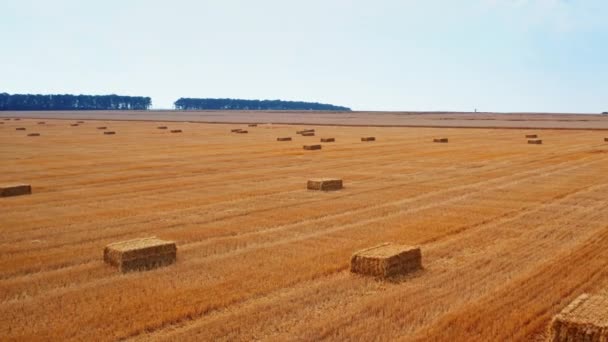 Ξηρός Αγρός Σίτου Μετά Συγκομιδή Κύκλος Πάνω Από Γεωργική Γεμάτη — Αρχείο Βίντεο