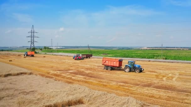 カット小麦畑で移動する農業機械 花びらでダウンロードされたトラクターは プランテーションで乗車します 高角度ビュー — ストック動画