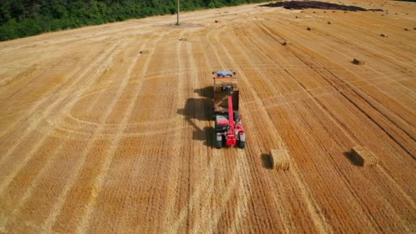 農業の掘削機は干し草をトラクターに置きます 小麦の収穫の後で分野で働く機械類 — ストック動画
