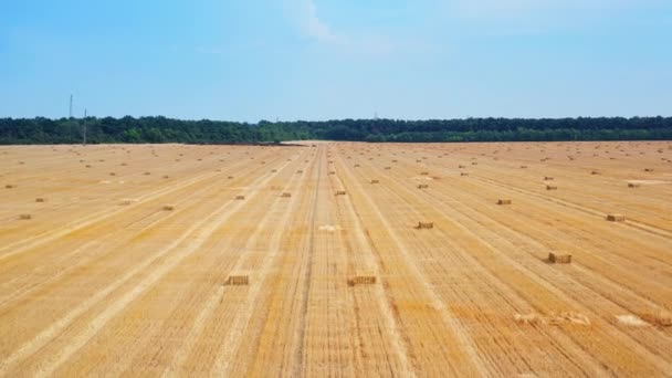 その上に干し草が付いている黄色い小麦のプランテーション 緑の木と青空の背景にある美しい晴れたフィールド — ストック動画