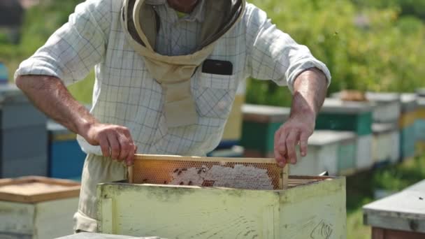 Χαρούμενος Μελισσοκόμος Βγάζει Μέλι Από Μια Κυψέλη Αρσενικό Αγρότης Χαμογελά — Αρχείο Βίντεο
