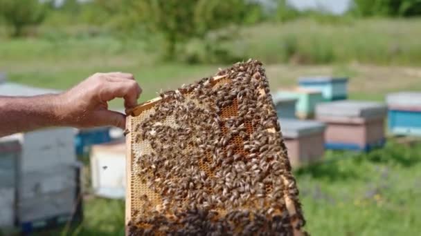 裸雄的手握住被蜂群覆盖的框架 蜜蜂挤在蜂窝上 靠近点模糊的初步背景 — 图库视频影像