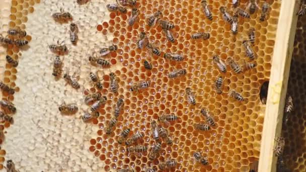 Stripy Krásný Medový Hmyz Kráčející Plástech Medu Včelí Rodina Tvrdě — Stock video