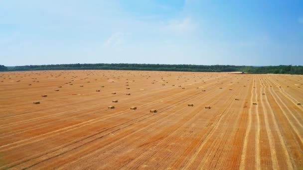 Gyönyörű Táj Egy Sárga Kaszált Mező Tele Szénabálákkal Mezőgazdasági Területek — Stock videók