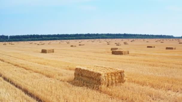 カット小麦畑に残された長方形の干し草 季節を収穫した後 農地に散らばったストローパック — ストック動画
