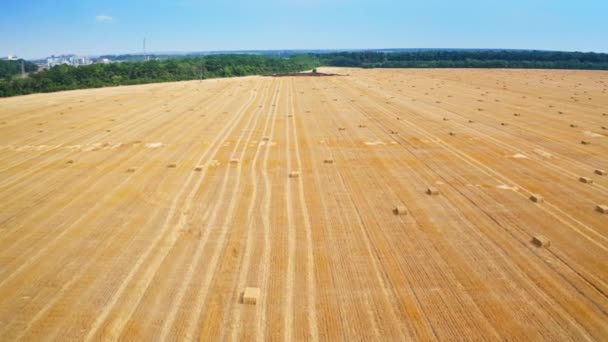 Krásná Žlutá Pšeničná Plantáž Sklizni Suchá Sláma Úhledně Složená Rovnoběžných — Stock video